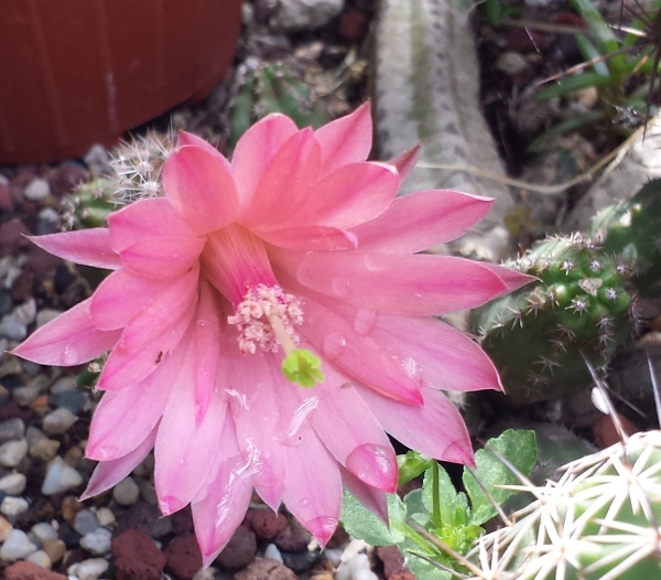 CACTUS - Echinopsis - EchinoCereus - Mammillaria